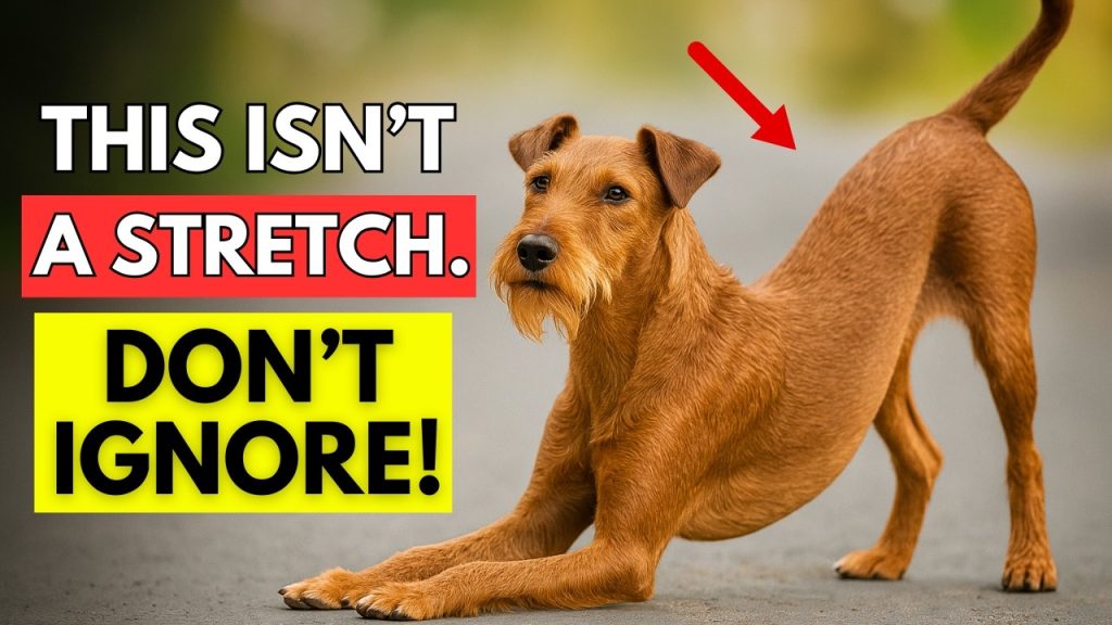 If Your Dog Stretches When They See You… This Is What It Really Means